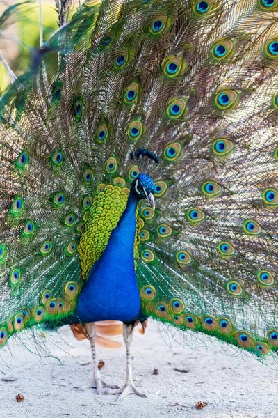 Der Schöne Bunte Pfauenvogel Hat Einen Ausgestreckten Schwanz — Stockfoto