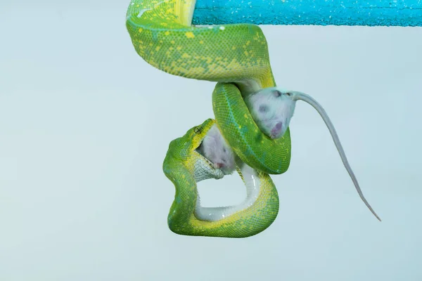 Corallus Caninus Grüne Schlange Einer Kugel Gerollt — Stockfoto