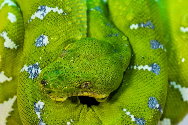 Corallus Caninus Зеленая Змея Свернутая Шар — стоковое фото