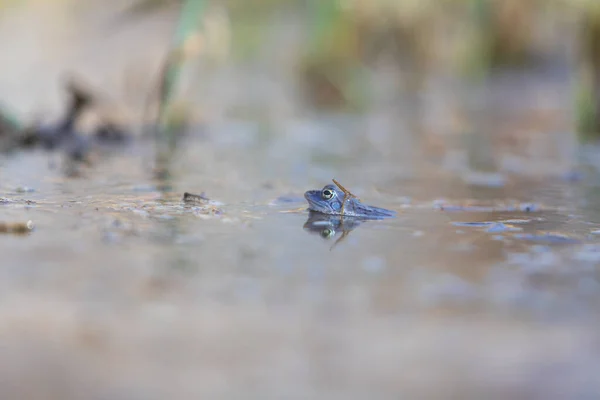 青いカエル 沼の表面にカエルArvalis 野生の自然写真 — ストック写真