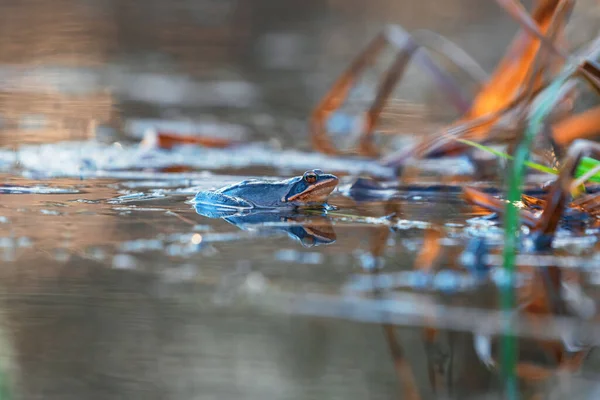 蓝色青蛙 沼泽表面的青蛙Arvalis 野生生物照片 — 图库照片