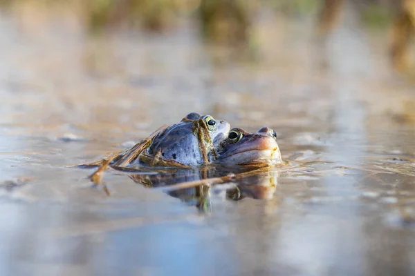 Blauer Frosch Frosch Arvalis Auf Der Oberfläche Eines Sumpfes Foto — Stockfoto