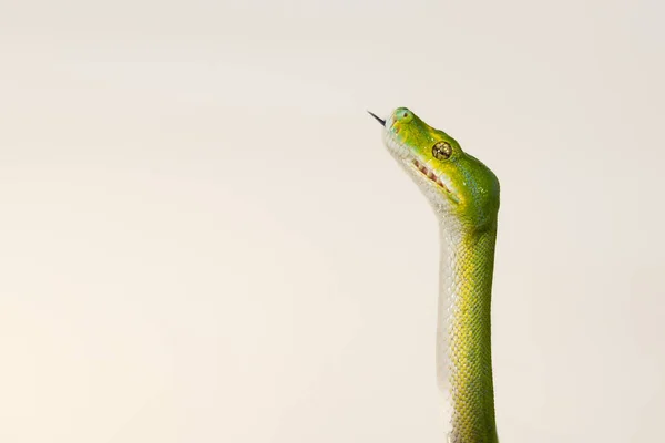 Corallus Caninus Serpent Vert Enroulé Boule — Photo
