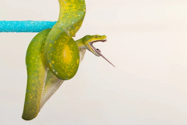 Corallus Caninus Grüne Schlange Einer Kugel Gerollt — Stockfoto