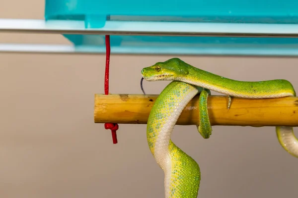 Corallus Caninus Serpiente Verde Enrollada Una Bola —  Fotos de Stock