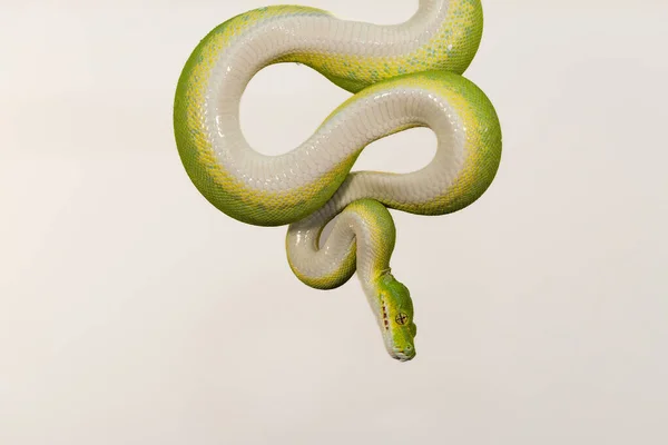 加那利斯蛇 绿色的蛇盘绕着变成了一个球 — 图库照片