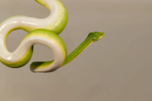 Corallus Caninus Зеленая Змея Свернутая Шар — стоковое фото