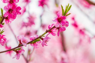 Çiçek açan pembe çiçekler ve meyve bahçesinde şeftali ağaçları.