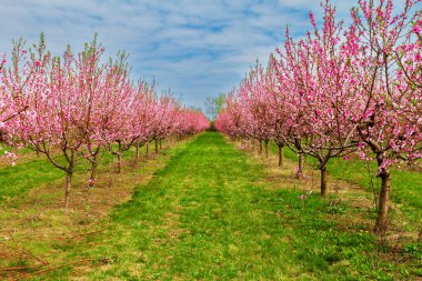 Çiçek açan pembe çiçekler ve meyve bahçesinde şeftali ağaçları.