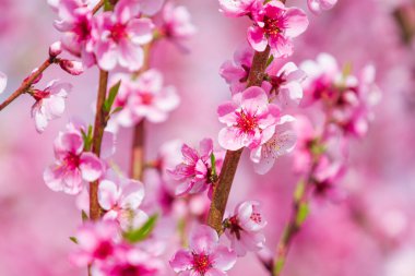 Çiçek açan pembe çiçekler ve meyve bahçesinde şeftali ağaçları.
