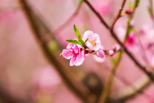 Blooming Pink Flowers Peach Trees Orchard — Stock Photo, Image