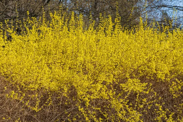 Большой Куст Золотого Дождя Желтыми Цветами — стоковое фото