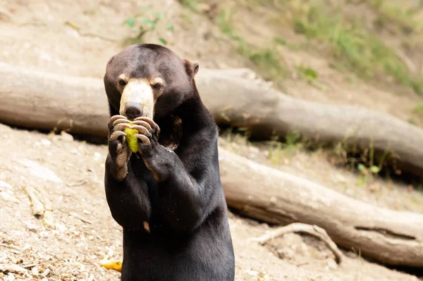 Helarctos Malayanus Bear Oso Malayo Tiene Boca Abierta Los Dientes — Foto de Stock