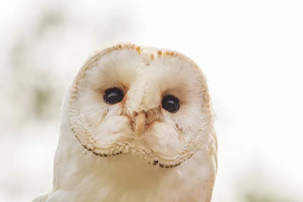 Barn Búho Estos Álbumes Retrato Cabeza Delicadas Plumas Blancas Cabeza — Foto de Stock