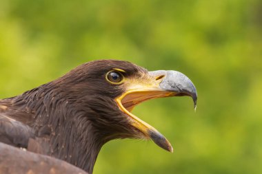 Açık gagalı kel bir kartalın portresi..