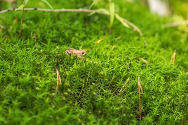Gün batımında yosunlarda küçük yeşil kurbağa.
