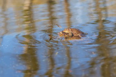 Doğal ortamında büyük yeşil bir kurbağa. Suda amfibi. Güzel kurbağa. Güzel şaka..