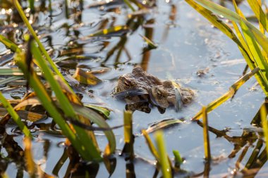 Doğal ortamında büyük yeşil bir kurbağa. Suda amfibi. Güzel kurbağa. Güzel şaka..