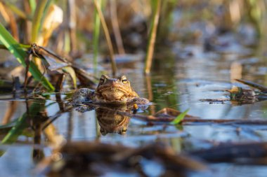 A large green frog in its natural habitat. Amphibian in water. Beautiful toad frog. Nice bokeh. clipart