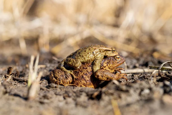 A large green frog in its natural habitat. Amphibian in water. Beautiful toad frog. Nice bokeh.