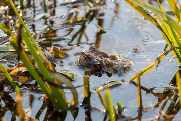 Doğal ortamında büyük yeşil bir kurbağa. Suda amfibi. Güzel kurbağa. Güzel şaka..