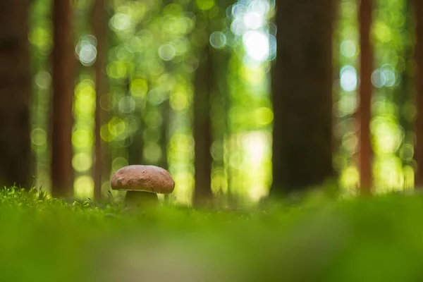 Boletus Forest Green Grass — Stock Photo, Image