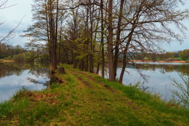 Spring landscape with green trees. The trees are reflected in the pond water.