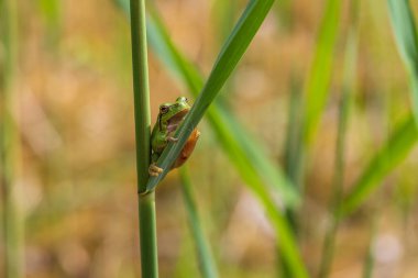 Hyla arborea - Sapında yeşil ağaç kurbağası. Arka plan yeşil. Fotoğrafta güzel bir bokeh var. Vahşi fotoğraf