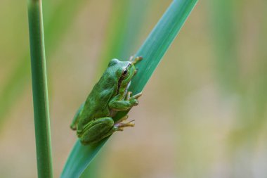 Hyla arborea - Sapında yeşil ağaç kurbağası. Arka plan yeşil. Fotoğrafta güzel bir bokeh var. Vahşi fotoğraf