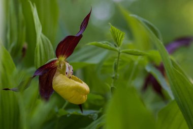 Cypripedium calceolus güzel sarı çiçek yeşil arka planda güzel bokeh
