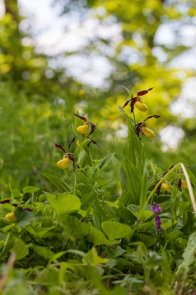 Cypripedium Calceolus Schöne Gelbe Blume Auf Grünem Hintergrund Mit Schönem — Stockfoto