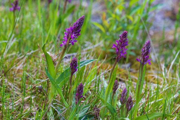 Paarse Orchidee Bloemen Orchidee Orchis Een Groen Veld Achtergrond Prachtig — Stockfoto