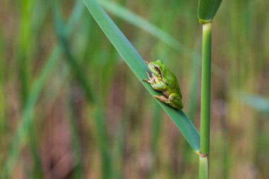 Hyla arborea - Sapında yeşil ağaç kurbağası. Arka plan yeşil. Fotoğrafta güzel bir bokeh var. Vahşi fotoğraf