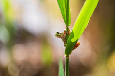 Hyla arborea - Sapında yeşil ağaç kurbağası. Arka plan yeşil. Fotoğrafta güzel bir bokeh var. Vahşi fotoğraf