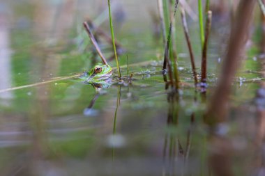 Hyla arborea - Sapında yeşil ağaç kurbağası. Arka plan yeşil. Fotoğrafta güzel bir bokeh var. Vahşi fotoğraf