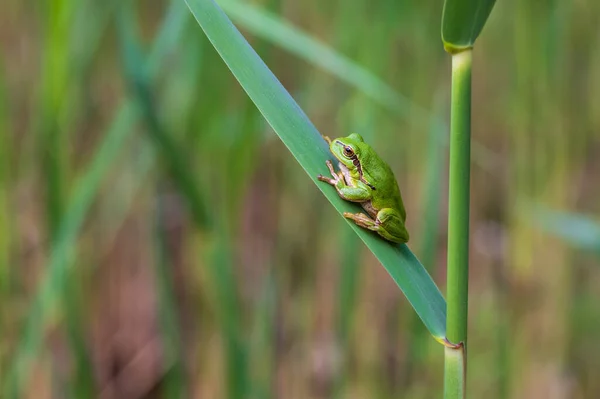 Hyla Arborea Rana Verde Sobre Tallo Fondo Verde Foto Tiene — Foto de Stock