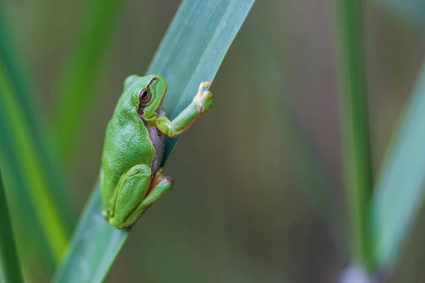 Hyla Arborea Πράσινος Βάτραχος Μίσχο Φόντο Είναι Πράσινο Φωτογραφία Έχει — Φωτογραφία Αρχείου