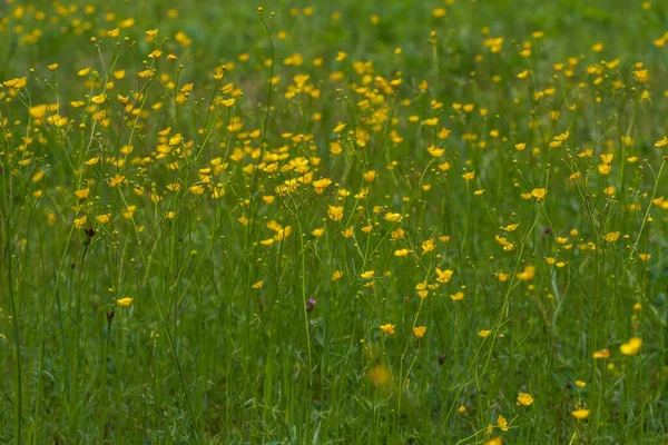 緑の草に黄色い小花を咲かせます — ストック写真