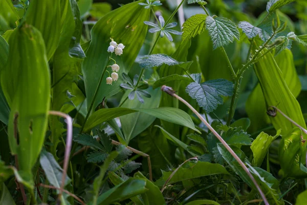 Lily Doliny Biały Kwiat Zielonymi Liśćmi Lesie Niezły Bokeh — Zdjęcie stockowe