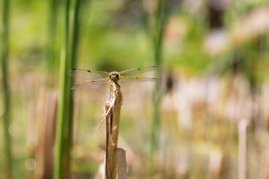 Yusufçuk - Çimlerin üzerinde uzanan kanatları olan Odonata. Arka planda bir mercek tarafından yapılmış güzel bir bokeh var..