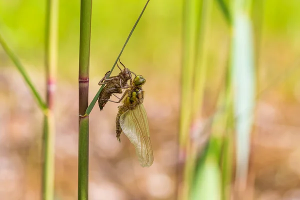 Dragonfly Odonata Lamă Trape Iarbă Pupă Fundal Este Luncă Fundal — Fotografie, imagine de stoc