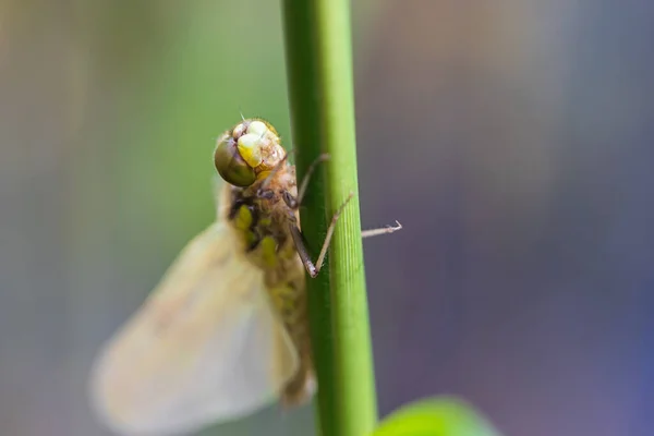 Libélula Odonata Com Asas Estendidas Uma Lâmina Grama Fundo Belo — Fotografia de Stock