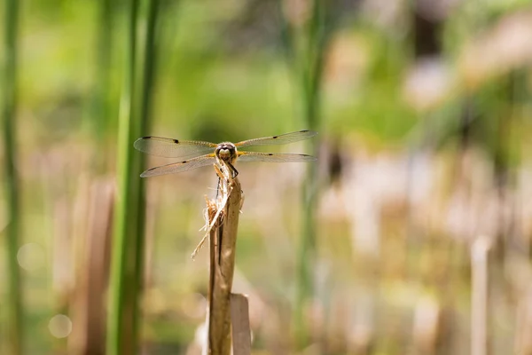 Dragonfly Odonata Aripi Întinse Lamă Iarbă Fundal Este Bokeh Frumos — Fotografie, imagine de stoc