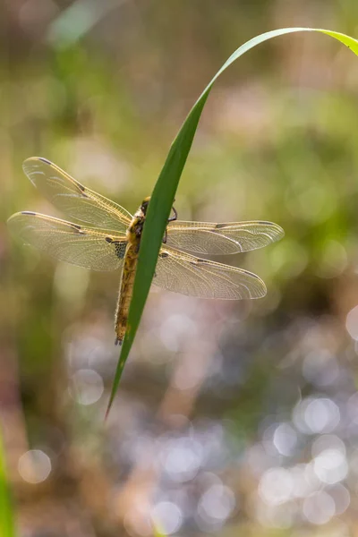 Dragonfly Odonata Aripi Întinse Lamă Iarbă Fundal Este Bokeh Frumos — Fotografie, imagine de stoc