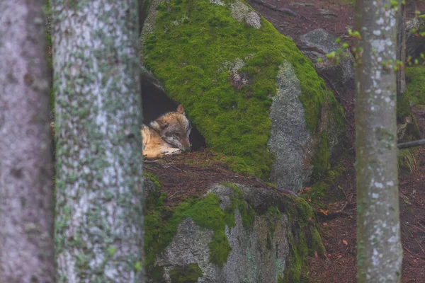 Wolf Canis Lupus Στο Βαθύ Δάσος Στο Βράχο — Φωτογραφία Αρχείου