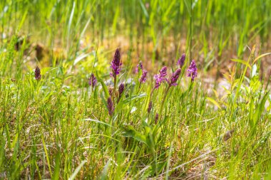 Mor orkide çiçekleri yeşil bir tarlada orkideler. Arka plan çok güzel Bokeh..
