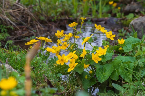 Die Blume Auf Der Ranunkelwiese Hat Eine Gelbe Blume Wächst — Stockfoto
