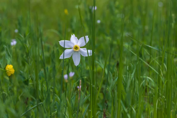 Frühling Weiße Narzissenblüte Auf Einem Grünen Feld — Stockfoto