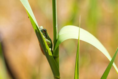Hyla arborea - Sapında yeşil ağaç kurbağası. Arka plan yeşil. Fotoğrafta güzel bir bokeh var. Vahşi fotoğraf