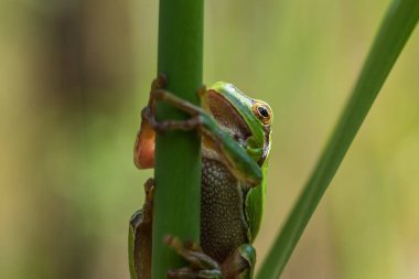 Hyla arborea - Sapında yeşil ağaç kurbağası. Arka plan yeşil. Fotoğrafta güzel bir bokeh var. Vahşi fotoğraf